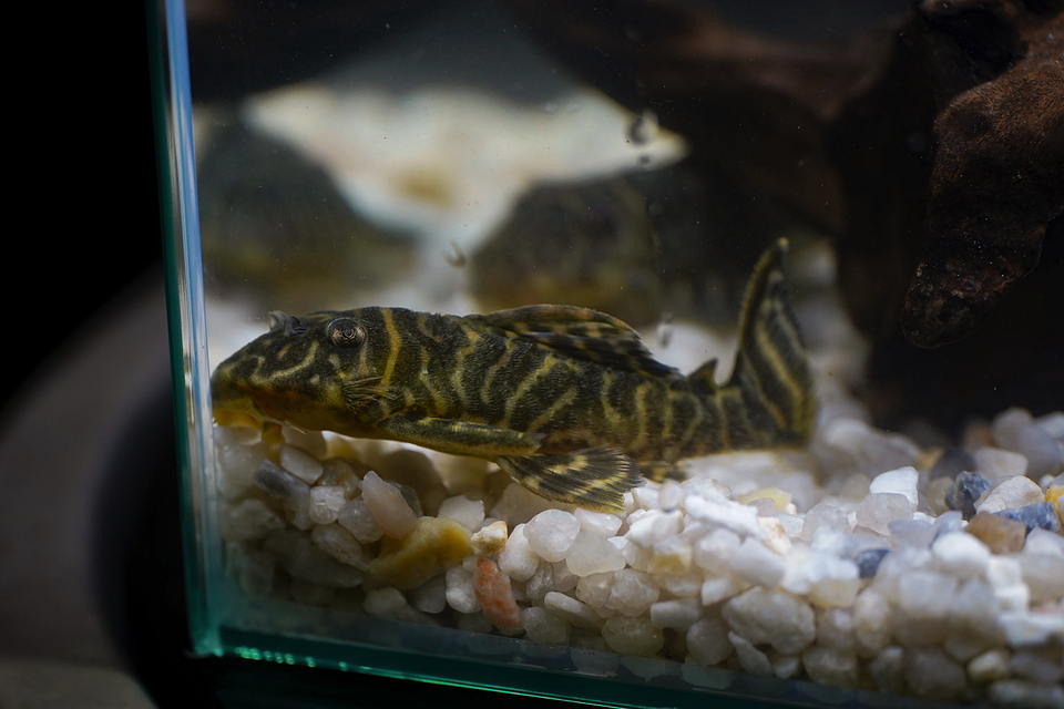 Hypancistrus sp. (L333)   10-12 cm 12