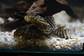 Hypancistrus sp. (L333)   10-12 cm - Thumbnail 3