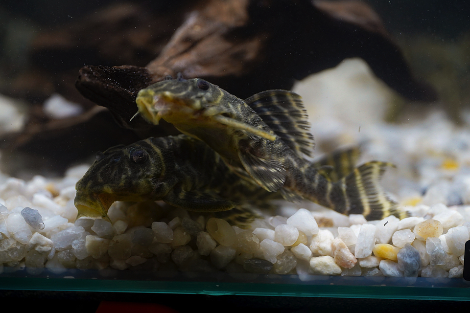 Hypancistrus sp. (L333)   10-12 cm 3