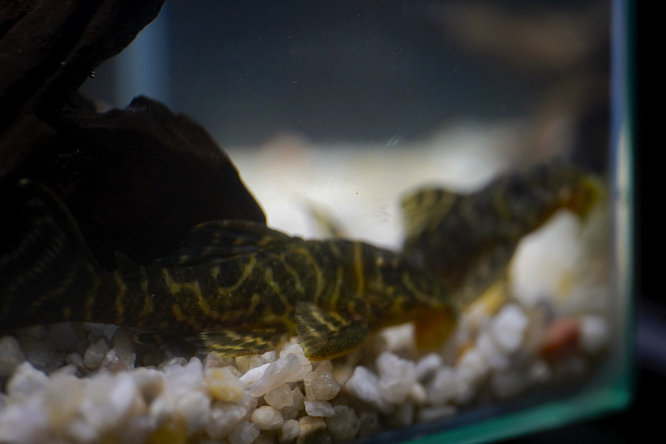 Hypancistrus sp. (L333) 5-9 cm 4