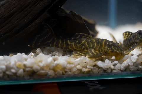 Hypancistrus sp. (L333) 5-9 cm