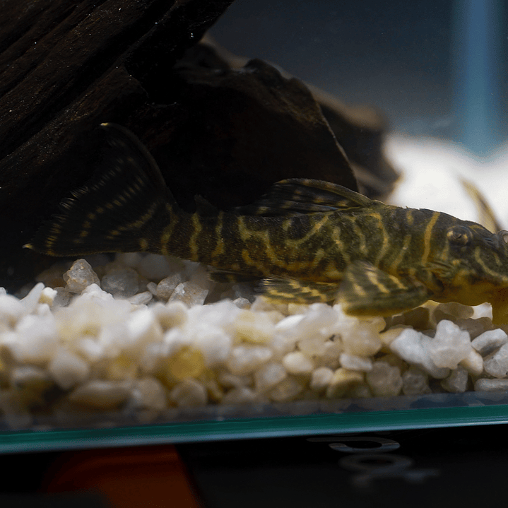 Hypancistrus sp. (L333) 5-9 cm 2