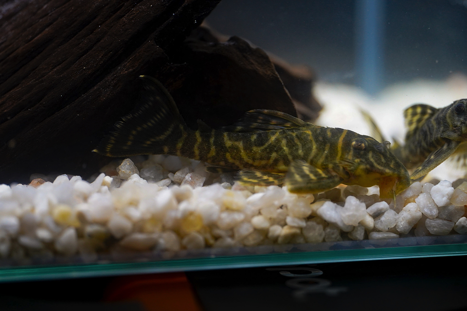 Hypancistrus sp. (L333) 5-9 cm 2