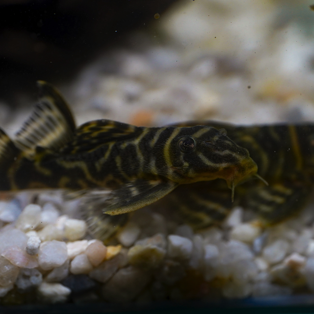 Hypancistrus sp. (L333) 5-9 cm 6