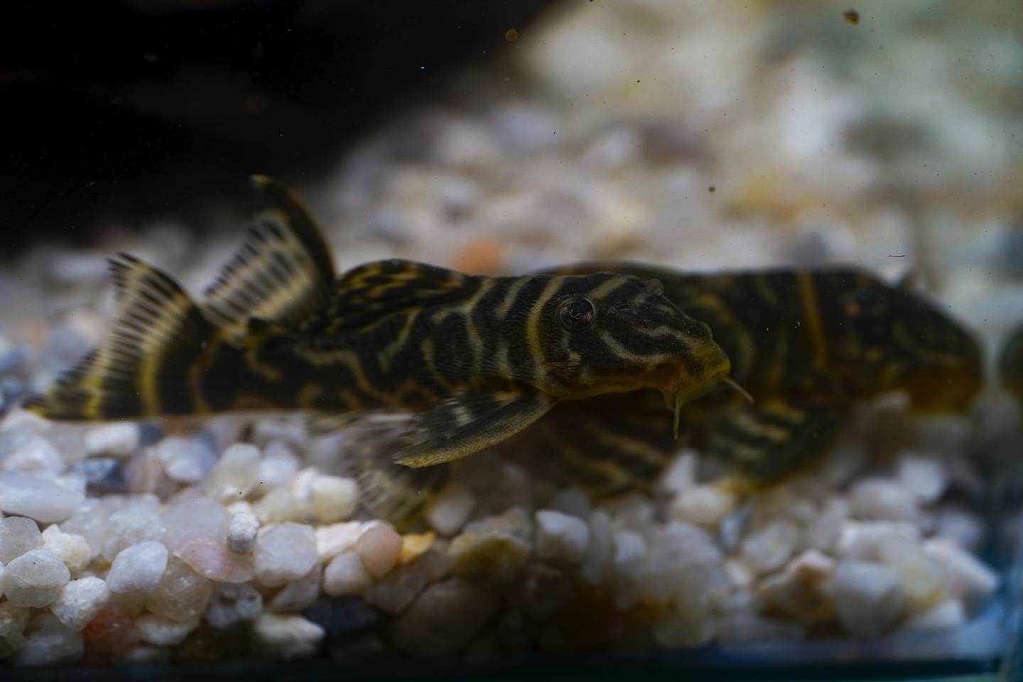 Hypancistrus sp. (L333) 5-9 cm 6