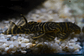 Hypancistrus sp. (L333) 5-9 cm - Thumbnail 6