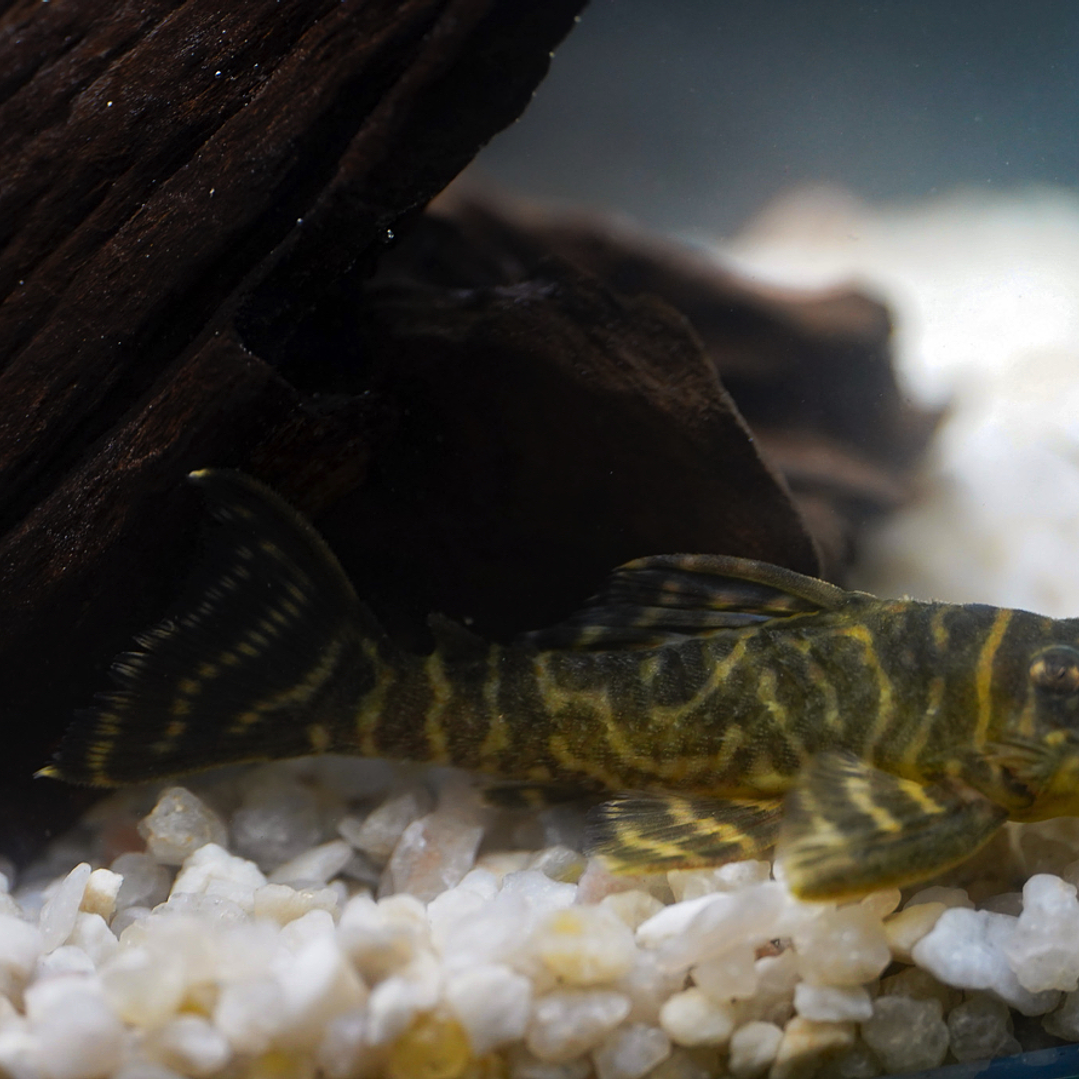 Hypancistrus sp. (L333) 5-9 cm 7