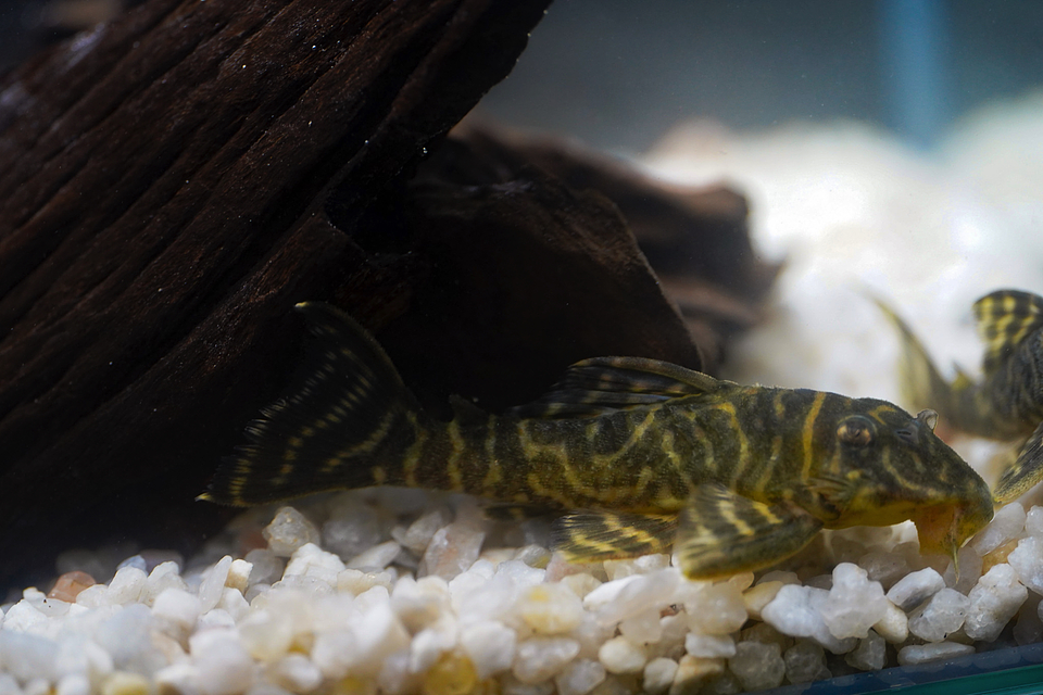 Hypancistrus sp. (L333) 5-9 cm 7