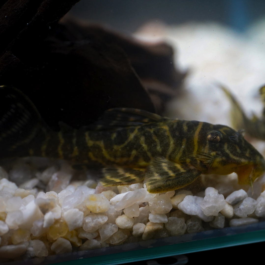 Hypancistrus sp. (L333) 5-9 cm 9