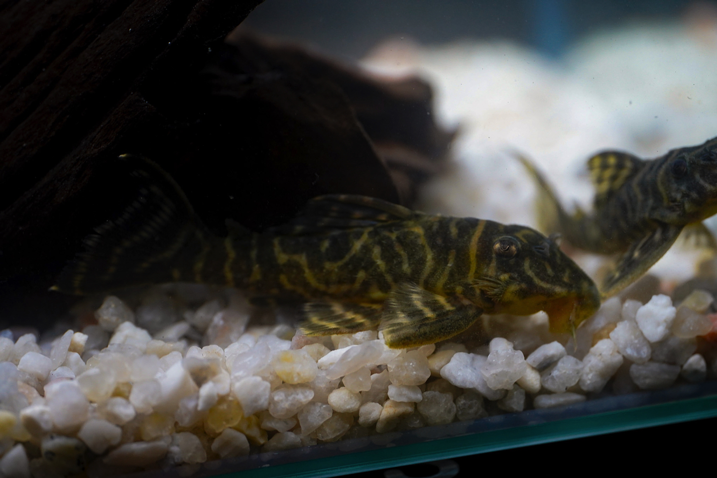 Hypancistrus sp. (L333) 5-9 cm 9