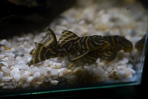 Hypancistrus sp. (L333) 5-9 cm