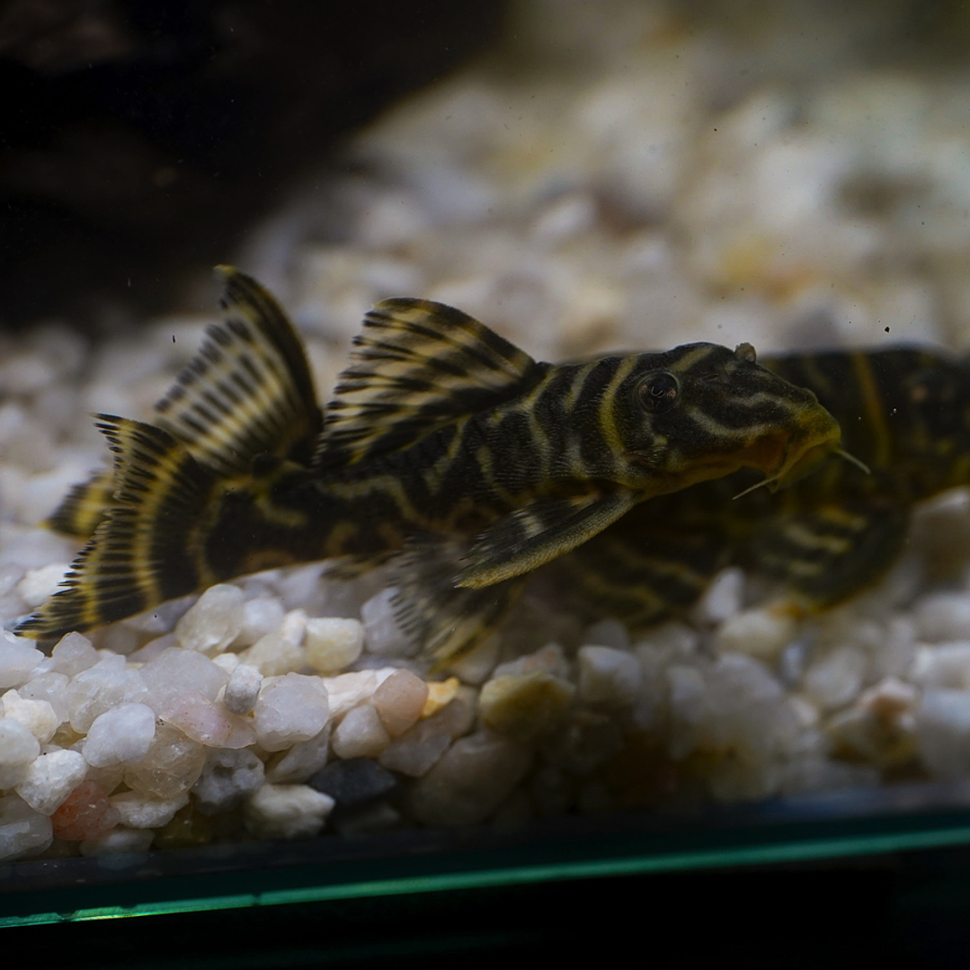 Hypancistrus sp. (L333) 5-9 cm 1