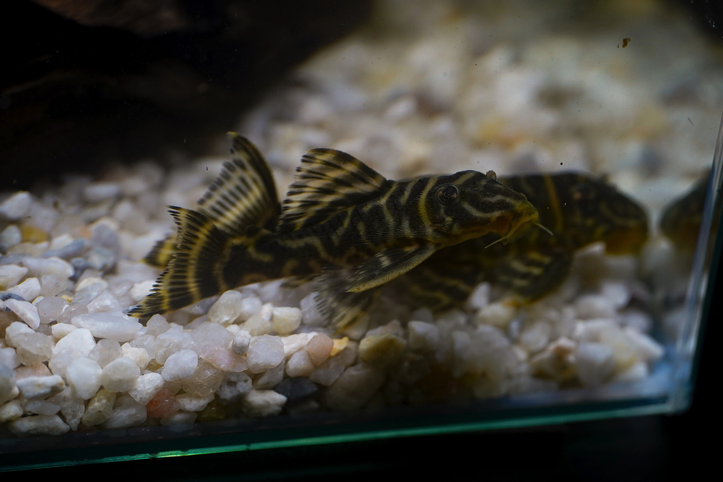 Hypancistrus sp. (L333) 5-9 cm 1