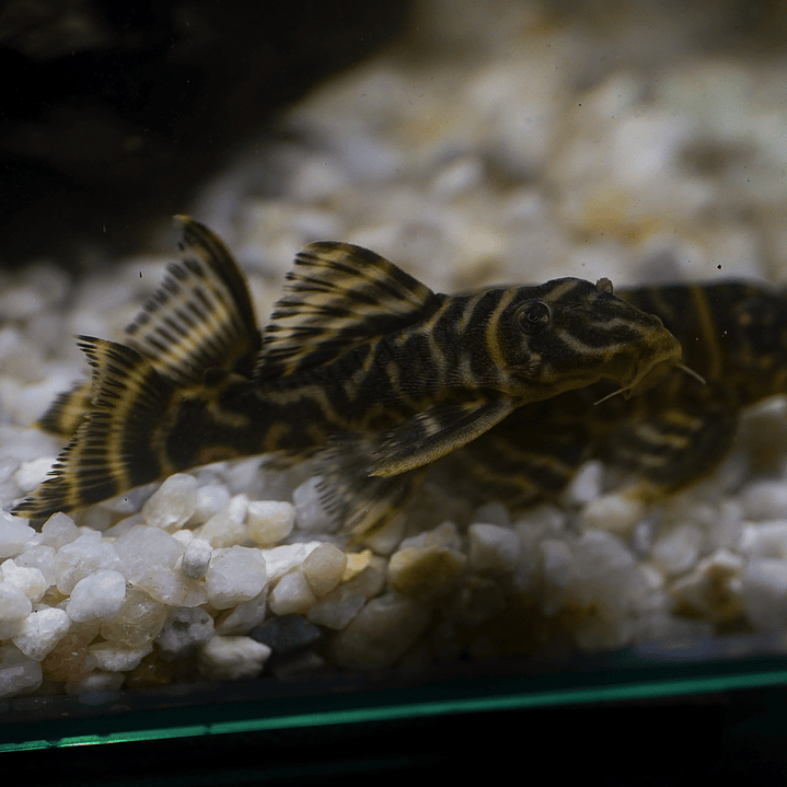 Hypancistrus sp. (L333) 5-9 cm 1