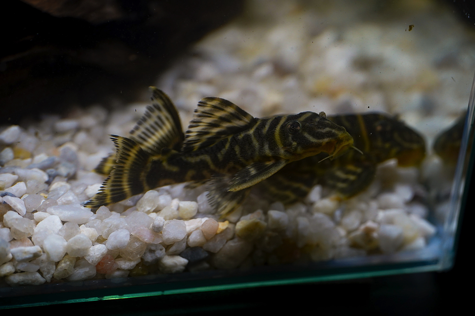 Hypancistrus sp. (L333) 5-9 cm 1