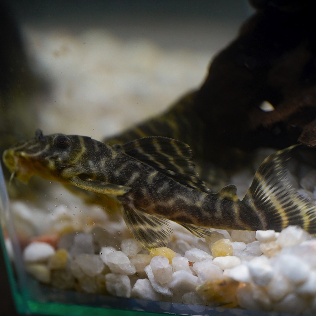 Hypancistrus sp. (L333) 5-9 cm 10