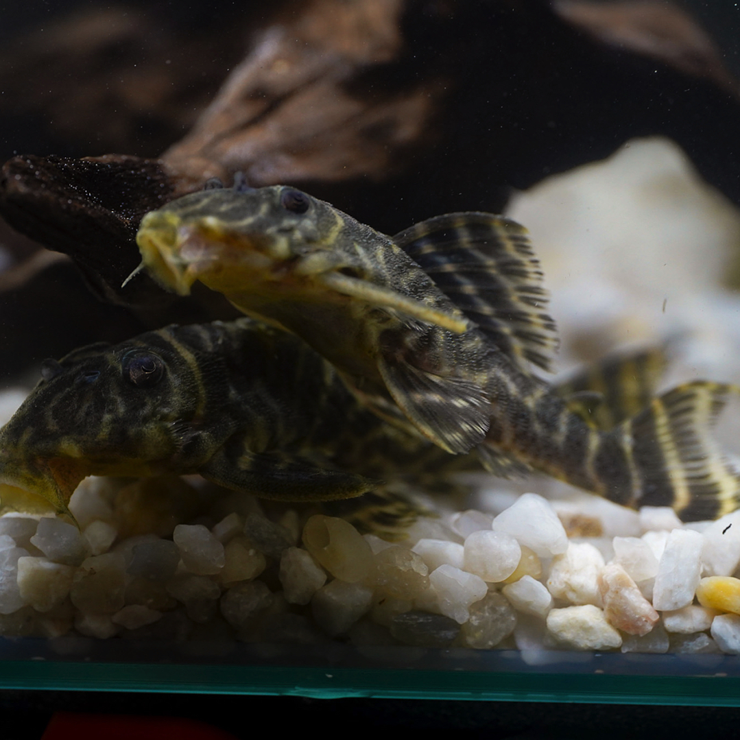 Hypancistrus sp. (L333) 5-9 cm 8