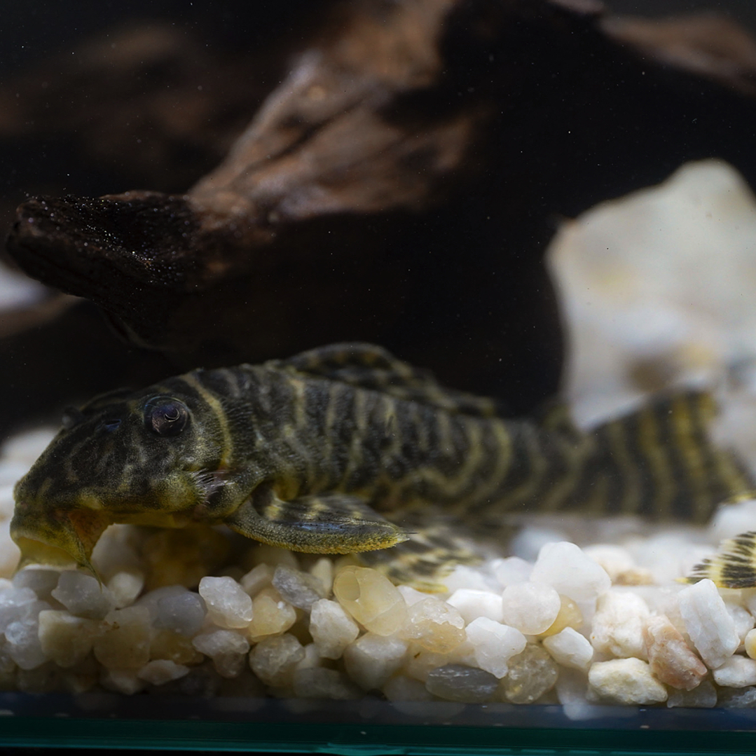 Hypancistrus sp. (L333) 5-9 cm 12