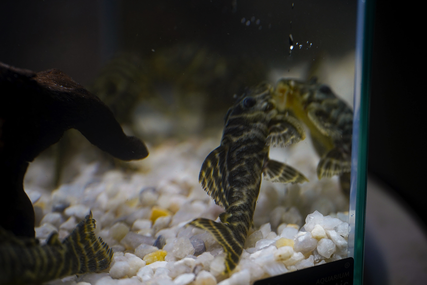 Hypancistrus sp. (L333) 5-9 cm 3