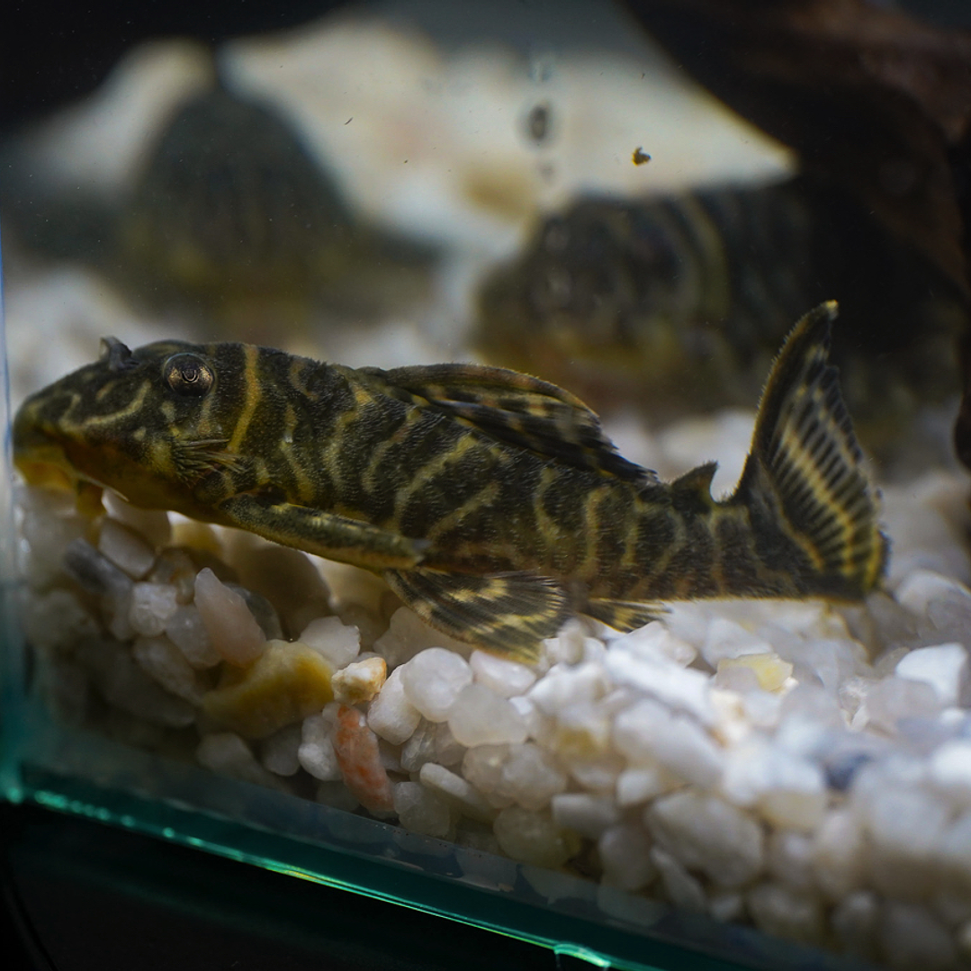 Hypancistrus sp. (L333) 5-9 cm 13