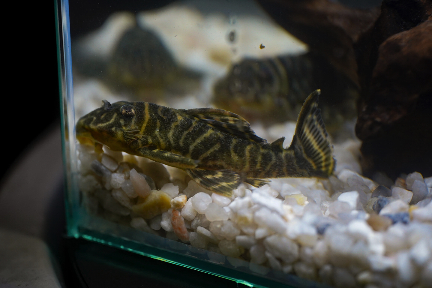 Hypancistrus sp. (L333) 5-9 cm 13