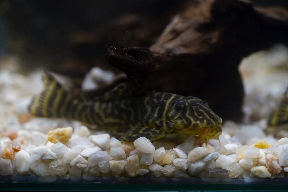 Hypancistrus sp. (L333) 5-9 cm 14