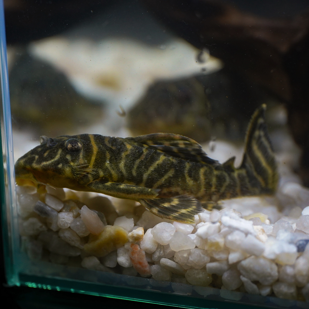 Hypancistrus sp. (L333) 5-9 cm 15
