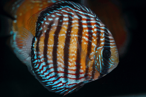 Semi Royal Barra Mansa