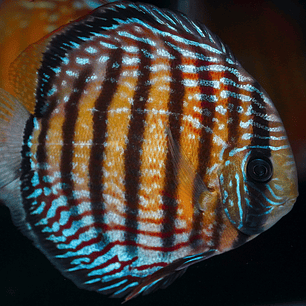 Semi Royal Barra Mansa