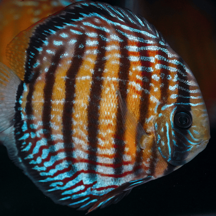 Semi Royal Barra Mansa 2