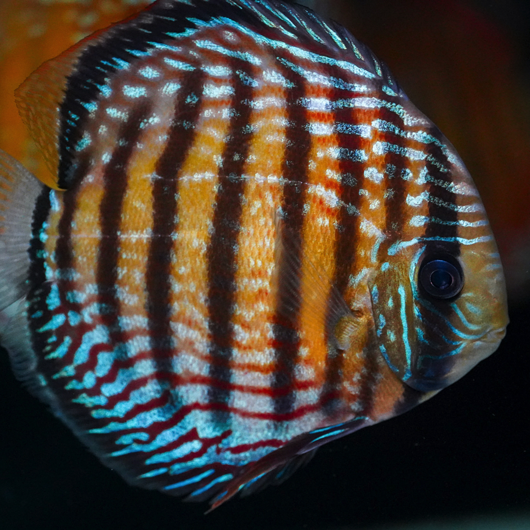 Semi Royal Barra Mansa 4