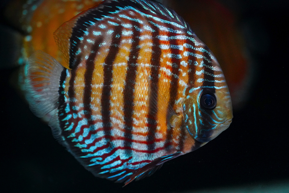 Semi Royal Barra Mansa 4