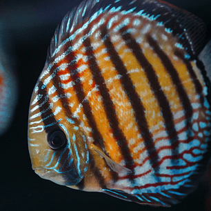 Semi Royal Barra Mansa