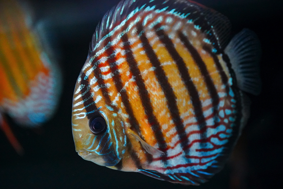 Semi Royal Barra Mansa 1