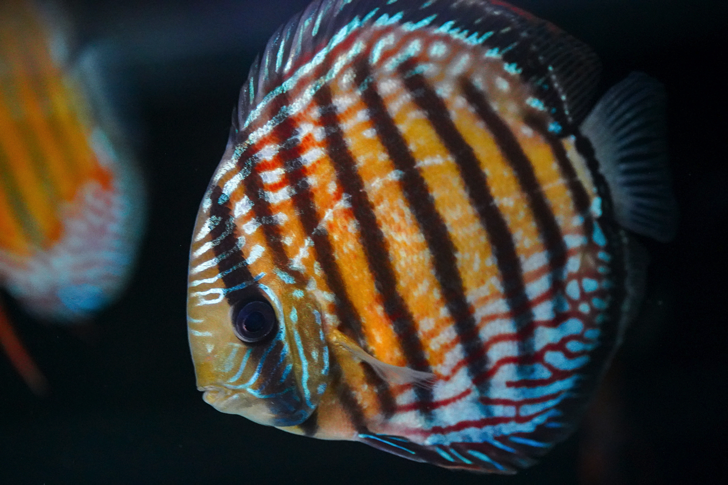 Semi Royal Barra Mansa 3