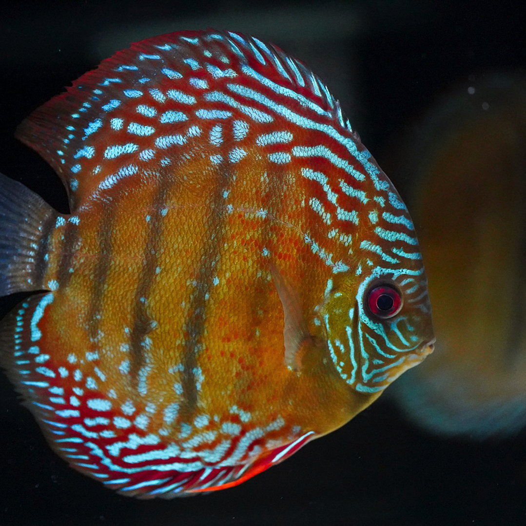 Semi Royal Iripixi 2