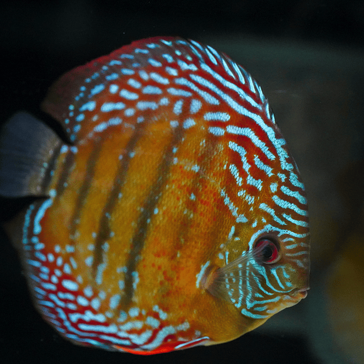 Semi Royal Iripixi 3