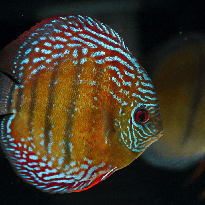 Semi Royal Iripixi 8