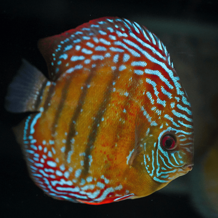 Semi Royal Iripixi 9