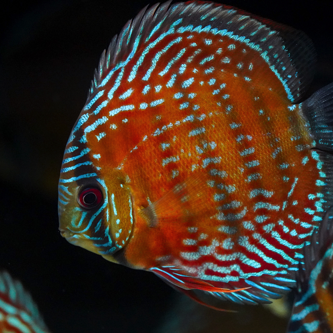 Barra Mansa Semi Royal 2