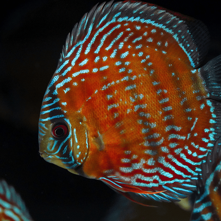 Barra Mansa Semi Royal 2