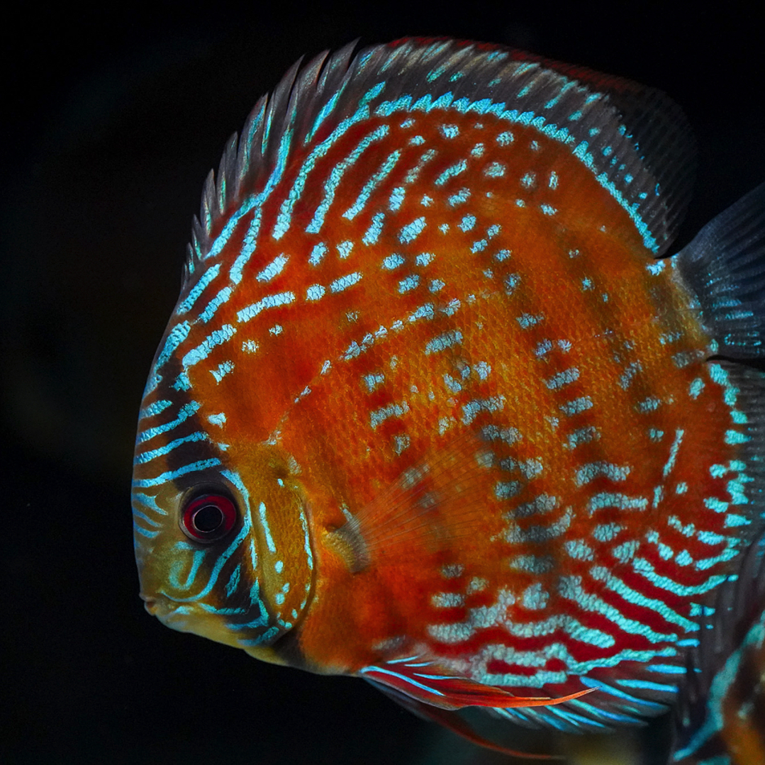 Barra Mansa Semi Royal 4