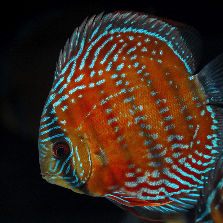 Barra Mansa Semi Royal 4