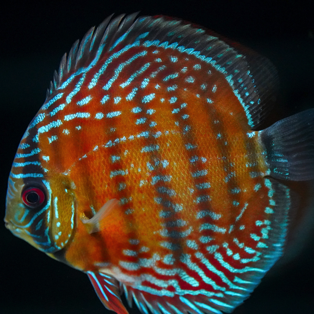 Barra Mansa Semi Royal 5