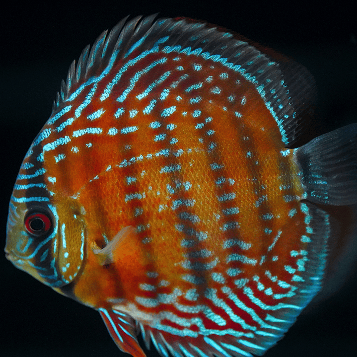 Barra Mansa Semi Royal 5