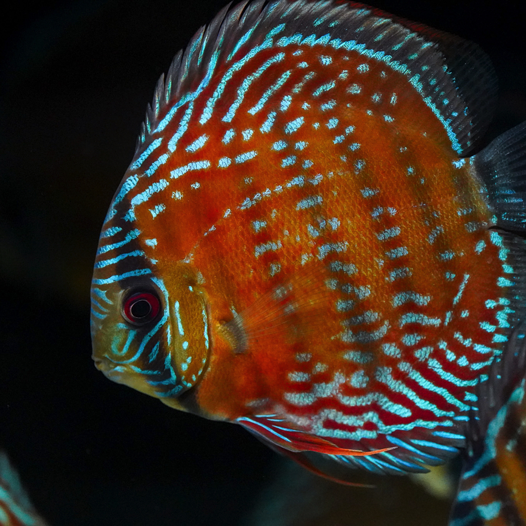 Barra Mansa Semi Royal 6