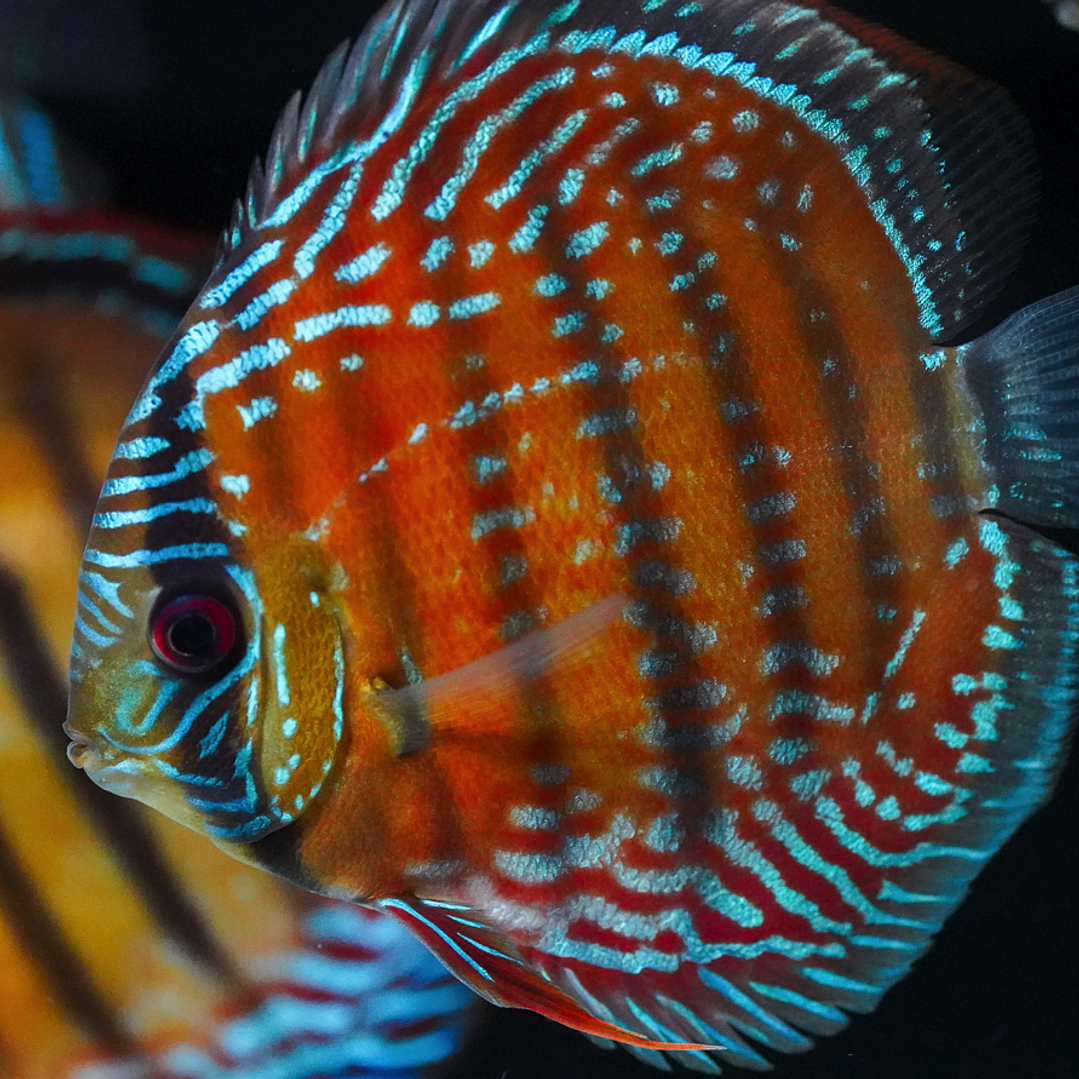 Barra Mansa Semi Royal 7