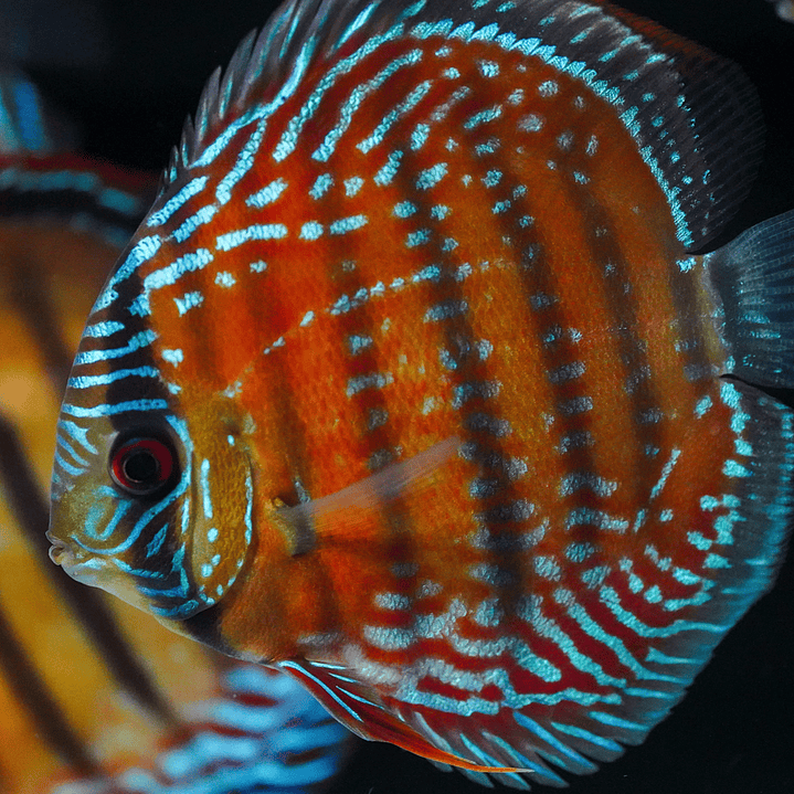 Barra Mansa Semi Royal 7