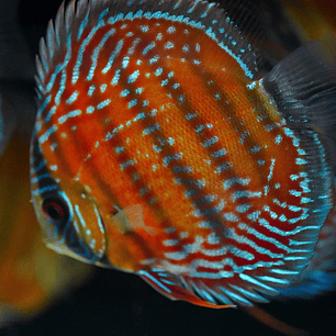 Barra Mansa Semi Royal