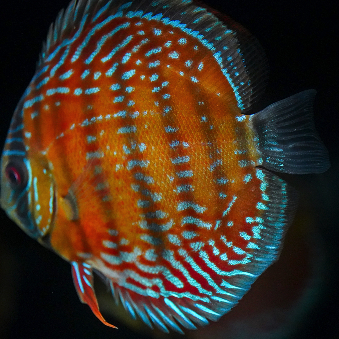 Barra Mansa Semi Royal 8